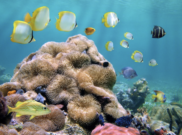 Tubbataha Reef